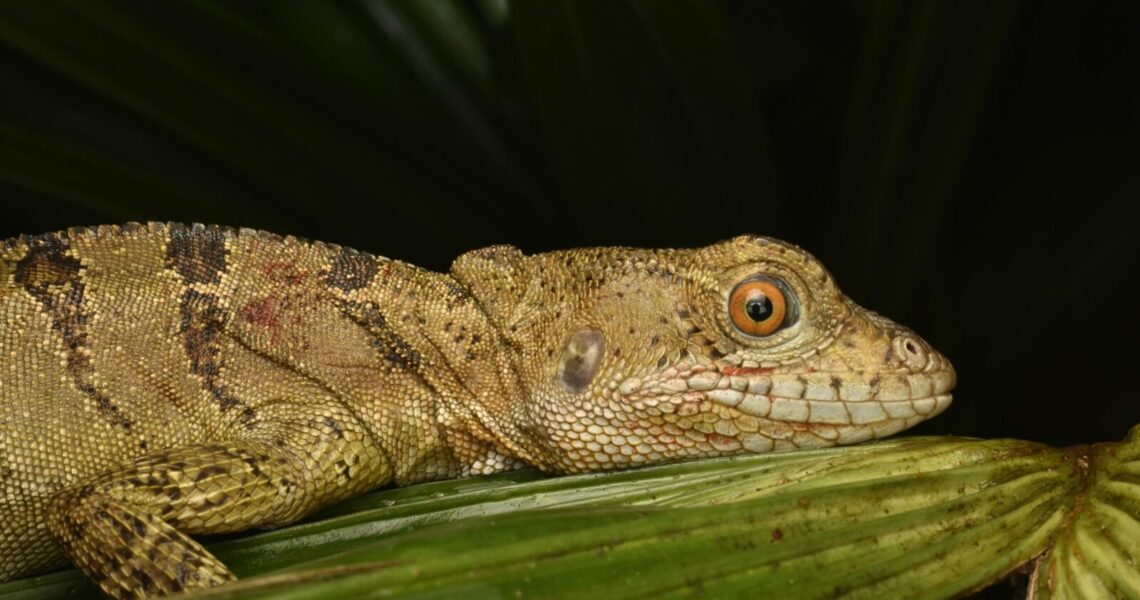 A detailed close-up of a common basilisk lizard resting on a leaf, showcasing its vibrant texture and colors.