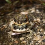 Detailed macro shot of two toads in a natural setting at Whitewater Preserve, California.