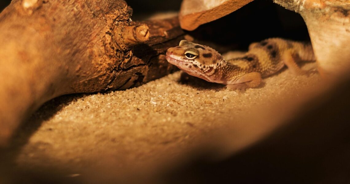 Close-up shot of a leopard gecko on sand under wooden shelter in warm lighting.