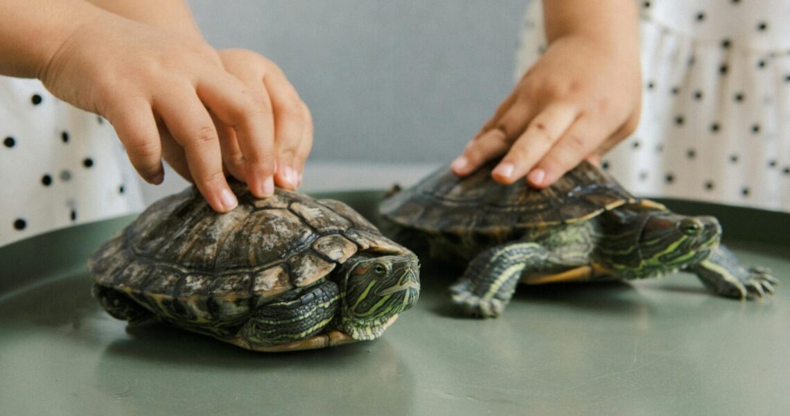 Two children gently handling turtles on a table indoors, focusing on interaction and care.