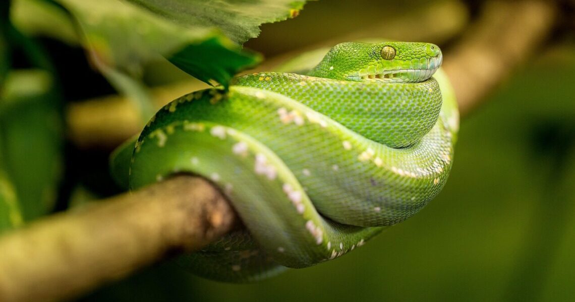 snake, green, animal, green snake, nature, scales, reptile, portrait, green mamba, dangerous, jungle, toxic, tree snake, wild animal, animal world, wildlife, wildlife photography