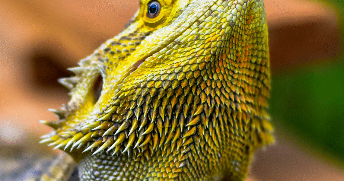 lizard, reptile, bearded, nature, wildlife, animal, dragon, portrait, brilliant, colorful, artistic, yellow, summer, contrast