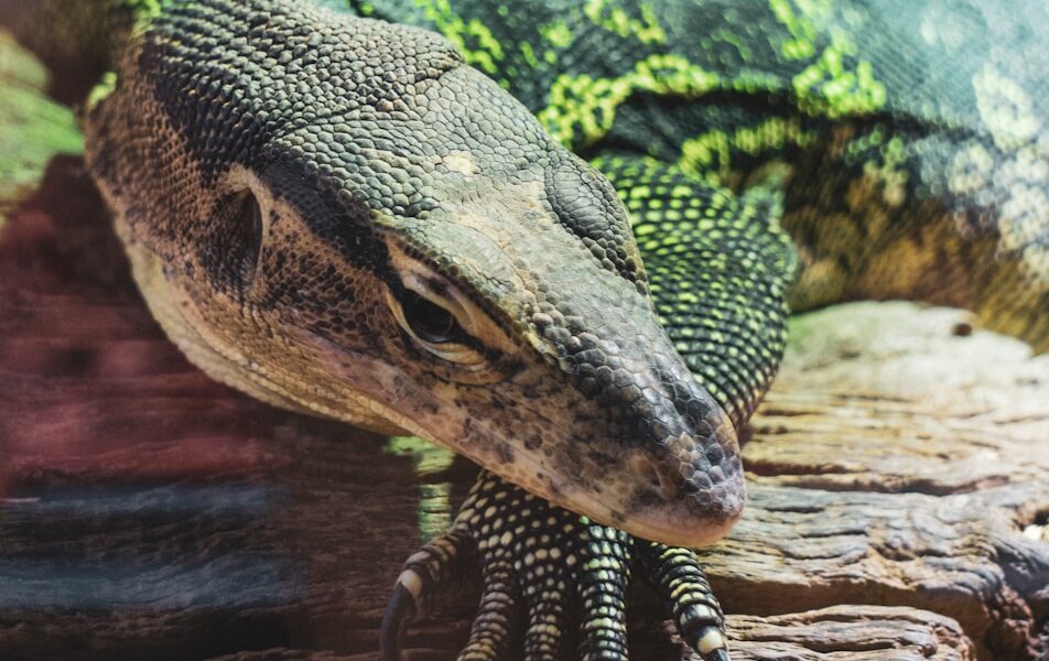 a large lizard sitting on top of a wooden log