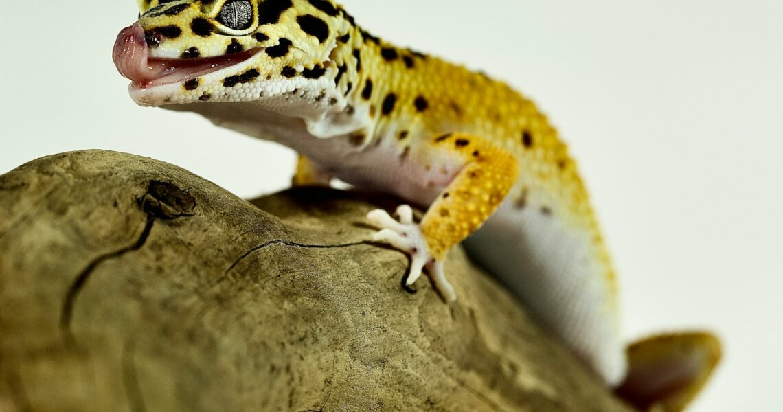 a leopard gecko sitting on top of a tree branch