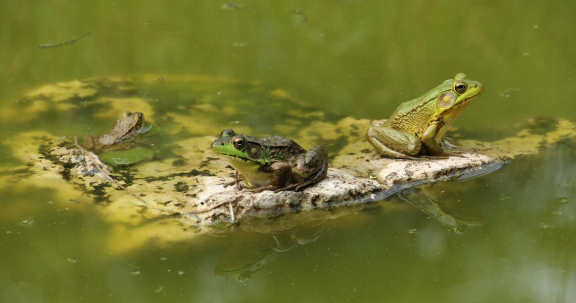 green frog on body of water