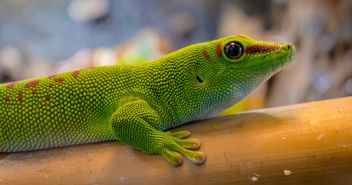 a green lizard sitting on top of a wooden stick