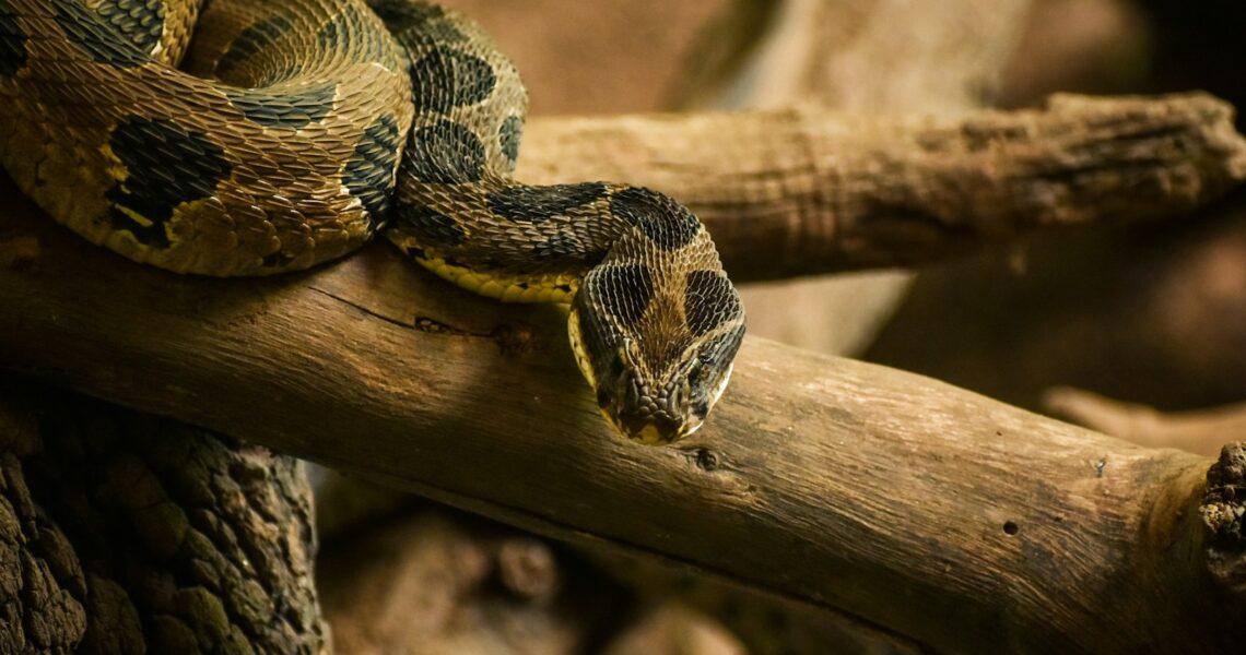 black and brown snake on brown wood