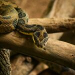 black and brown snake on brown wood