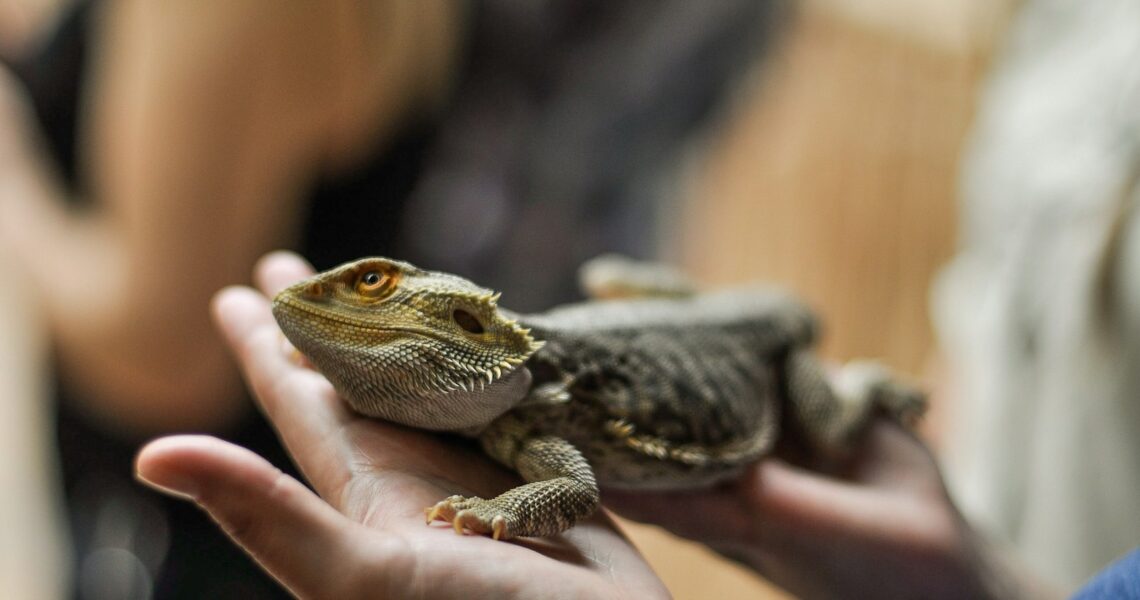 person holding bearded dragon